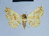  ( - BC ZSM Lep 54781)  @13 [ ] CreativeCommons - Attribution Non-Commercial Share-Alike (2014) Axel Hausmann/Bavarian State Collection of Zoology (ZSM) SNSB, Zoologische Staatssammlung Muenchen