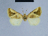  ( - BC ZSM Lep 54784)  @13 [ ] CreativeCommons - Attribution Non-Commercial Share-Alike (2014) Axel Hausmann/Bavarian State Collection of Zoology (ZSM) SNSB, Zoologische Staatssammlung Muenchen