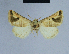  ( - BC ZSM Lep 54785)  @13 [ ] CreativeCommons - Attribution Non-Commercial Share-Alike (2014) Axel Hausmann/Bavarian State Collection of Zoology (ZSM) SNSB, Zoologische Staatssammlung Muenchen