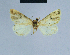  (Eublemma schreieri - BC ZSM Lep 54787)  @12 [ ] CreativeCommons - Attribution Non-Commercial Share-Alike (2014) Axel Hausmann/Bavarian State Collection of Zoology (ZSM) SNSB, Zoologische Staatssammlung Muenchen
