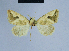  (Eublemma aethiopiana - BC ZSM Lep 54790)  @13 [ ] CreativeCommons - Attribution Non-Commercial Share-Alike (2014) Axel Hausmann/Bavarian State Collection of Zoology (ZSM) SNSB, Zoologische Staatssammlung Muenchen