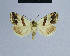  ( - BC ZSM Lep 54791)  @13 [ ] CreativeCommons - Attribution Non-Commercial Share-Alike (2014) Axel Hausmann/Bavarian State Collection of Zoology (ZSM) SNSB, Zoologische Staatssammlung Muenchen
