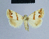  ( - BC ZSM Lep 54792)  @14 [ ] CreativeCommons - Attribution Non-Commercial Share-Alike (2014) Axel Hausmann/Bavarian State Collection of Zoology (ZSM) SNSB, Zoologische Staatssammlung Muenchen