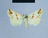  ( - BC ZSM Lep 54793)  @13 [ ] CreativeCommons - Attribution Non-Commercial Share-Alike (2014) Axel Hausmann/Bavarian State Collection of Zoology (ZSM) SNSB, Zoologische Staatssammlung Muenchen
