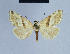  (Eublemma himalayana - BC ZSM Lep 54802)  @13 [ ] CreativeCommons - Attribution Non-Commercial Share-Alike (2014) Axel Hausmann/Bavarian State Collection of Zoology (ZSM) SNSB, Zoologische Staatssammlung Muenchen