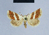  (Eublemma aureola - BC ZSM Lep 54803)  @13 [ ] CreativeCommons - Attribution Non-Commercial Share-Alike (2014) Axel Hausmann/Bavarian State Collection of Zoology (ZSM) SNSB, Zoologische Staatssammlung Muenchen