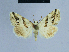  ( - BC ZSM Lep 54807)  @14 [ ] CreativeCommons - Attribution Non-Commercial Share-Alike (2014) Axel Hausmann/Bavarian State Collection of Zoology (ZSM) SNSB, Zoologische Staatssammlung Muenchen
