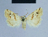  (Eublemma viridula - BC ZSM Lep 54808)  @14 [ ] CreativeCommons - Attribution Non-Commercial Share-Alike (2014) Axel Hausmann/Bavarian State Collection of Zoology (ZSM) SNSB, Zoologische Staatssammlung Muenchen