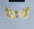  ( - BC ZSM Lep 54809)  @14 [ ] CreativeCommons - Attribution Non-Commercial Share-Alike (2014) Axel Hausmann/Bavarian State Collection of Zoology (ZSM) SNSB, Zoologische Staatssammlung Muenchen