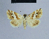  ( - BC ZSM Lep 54810)  @14 [ ] CreativeCommons - Attribution Non-Commercial Share-Alike (2014) Axel Hausmann/Bavarian State Collection of Zoology (ZSM) SNSB, Zoologische Staatssammlung Muenchen