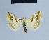  ( - BC ZSM Lep 54811)  @12 [ ] CreativeCommons - Attribution Non-Commercial Share-Alike (2014) Axel Hausmann/Bavarian State Collection of Zoology (ZSM) SNSB, Zoologische Staatssammlung Muenchen