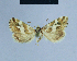  ( - BC ZSM Lep 54812)  @13 [ ] CreativeCommons - Attribution Non-Commercial Share-Alike (2014) Axel Hausmann/Bavarian State Collection of Zoology (ZSM) SNSB, Zoologische Staatssammlung Muenchen