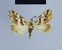  ( - BC ZSM Lep 54813)  @11 [ ] CreativeCommons - Attribution Non-Commercial Share-Alike (2014) Axel Hausmann/Bavarian State Collection of Zoology (ZSM) SNSB, Zoologische Staatssammlung Muenchen