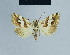  ( - BC ZSM Lep 54814)  @11 [ ] CreativeCommons - Attribution Non-Commercial Share-Alike (2014) Axel Hausmann/Bavarian State Collection of Zoology (ZSM) SNSB, Zoologische Staatssammlung Muenchen