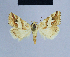  ( - BC ZSM Lep 54816)  @14 [ ] CreativeCommons - Attribution Non-Commercial Share-Alike (2014) Axel Hausmann/Bavarian State Collection of Zoology (ZSM) SNSB, Zoologische Staatssammlung Muenchen