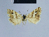  ( - BC ZSM Lep 54817)  @13 [ ] CreativeCommons - Attribution Non-Commercial Share-Alike (2014) Axel Hausmann/Bavarian State Collection of Zoology (ZSM) SNSB, Zoologische Staatssammlung Muenchen