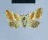  (Eublemma wagneri - BC ZSM Lep 54818)  @13 [ ] CreativeCommons - Attribution Non-Commercial Share-Alike (2014) Axel Hausmann/Bavarian State Collection of Zoology (ZSM) SNSB, Zoologische Staatssammlung Muenchen