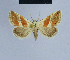  ( - BC ZSM Lep 54819)  @13 [ ] CreativeCommons - Attribution Non-Commercial Share-Alike (2014) Axel Hausmann/Bavarian State Collection of Zoology (ZSM) SNSB, Zoologische Staatssammlung Muenchen