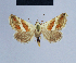  ( - BC ZSM Lep 54820)  @13 [ ] CreativeCommons - Attribution Non-Commercial Share-Alike (2014) Axel Hausmann/Bavarian State Collection of Zoology (ZSM) SNSB, Zoologische Staatssammlung Muenchen