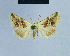  (Eublemma ochreola - BC ZSM Lep 54823)  @13 [ ] CreativeCommons - Attribution Non-Commercial Share-Alike (2014) Axel Hausmann/Bavarian State Collection of Zoology (ZSM) SNSB, Zoologische Staatssammlung Muenchen