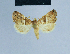  (Eublemma ronkayorum - BC ZSM Lep 54826)  @13 [ ] CreativeCommons - Attribution Non-Commercial Share-Alike (2014) Axel Hausmann/Bavarian State Collection of Zoology (ZSM) SNSB, Zoologische Staatssammlung Muenchen