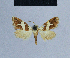  ( - BC ZSM Lep 54828)  @11 [ ] CreativeCommons - Attribution Non-Commercial Share-Alike (2014) Axel Hausmann/Bavarian State Collection of Zoology (ZSM) SNSB, Zoologische Staatssammlung Muenchen