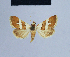  ( - BC ZSM Lep 54830)  @11 [ ] CreativeCommons - Attribution Non-Commercial Share-Alike (2014) Axel Hausmann/Bavarian State Collection of Zoology (ZSM) SNSB, Zoologische Staatssammlung Muenchen