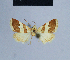  (Eublemma alexi - BC ZSM Lep 54832)  @13 [ ] CreativeCommons - Attribution Non-Commercial Share-Alike (2014) Axel Hausmann/Bavarian State Collection of Zoology (ZSM) SNSB, Zoologische Staatssammlung Muenchen