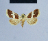  ( - BC ZSM Lep 54834)  @11 [ ] CreativeCommons - Attribution Non-Commercial Share-Alike (2014) Axel Hausmann/Bavarian State Collection of Zoology (ZSM) SNSB, Zoologische Staatssammlung Muenchen