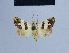 (Eublemma odontophora - BC ZSM Lep 54835)  @13 [ ] CreativeCommons - Attribution Non-Commercial Share-Alike (2014) Axel Hausmann/Bavarian State Collection of Zoology (ZSM) SNSB, Zoologische Staatssammlung Muenchen