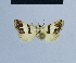  ( - BC ZSM Lep 54836)  @12 [ ] CreativeCommons - Attribution Non-Commercial Share-Alike (2014) Axel Hausmann/Bavarian State Collection of Zoology (ZSM) SNSB, Zoologische Staatssammlung Muenchen