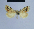  ( - BC ZSM Lep 54837)  @12 [ ] CreativeCommons - Attribution Non-Commercial Share-Alike (2014) Axel Hausmann/Bavarian State Collection of Zoology (ZSM) SNSB, Zoologische Staatssammlung Muenchen