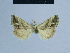  ( - BC ZSM Lep 54838)  @12 [ ] CreativeCommons - Attribution Non-Commercial Share-Alike (2014) Axel Hausmann/Bavarian State Collection of Zoology (ZSM) SNSB, Zoologische Staatssammlung Muenchen