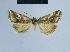  ( - BC ZSM Lep 54839)  @12 [ ] CreativeCommons - Attribution Non-Commercial Share-Alike (2014) Axel Hausmann/Bavarian State Collection of Zoology (ZSM) SNSB, Zoologische Staatssammlung Muenchen