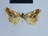  (Eublemma oliva - BC ZSM Lep 54840)  @12 [ ] CreativeCommons - Attribution Non-Commercial Share-Alike (2014) Axel Hausmann/Bavarian State Collection of Zoology (ZSM) SNSB, Zoologische Staatssammlung Muenchen