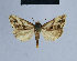  (Eublemma rogenhoferi - BC ZSM Lep 54842)  @13 [ ] CreativeCommons - Attribution Non-Commercial Share-Alike (2014) Axel Hausmann/Bavarian State Collection of Zoology (ZSM) SNSB, Zoologische Staatssammlung Muenchen