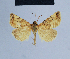  (Eublemma therma - BC ZSM Lep 54844)  @13 [ ] CreativeCommons - Attribution Non-Commercial Share-Alike (2014) Axel Hausmann/Bavarian State Collection of Zoology (ZSM) SNSB, Zoologische Staatssammlung Muenchen