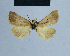  ( - BC ZSM Lep 54846)  @13 [ ] CreativeCommons - Attribution Non-Commercial Share-Alike (2014) Axel Hausmann/Bavarian State Collection of Zoology (ZSM) SNSB, Zoologische Staatssammlung Muenchen