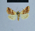  ( - BC ZSM Lep 54855)  @14 [ ] CreativeCommons - Attribution Non-Commercial Share-Alike (2014) Axel Hausmann/Bavarian State Collection of Zoology (ZSM) SNSB, Zoologische Staatssammlung Muenchen