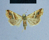  ( - BC ZSM Lep 54856)  @13 [ ] CreativeCommons - Attribution Non-Commercial Share-Alike (2014) Axel Hausmann/Bavarian State Collection of Zoology (ZSM) SNSB, Zoologische Staatssammlung Muenchen