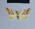  ( - BC ZSM Lep 54858)  @13 [ ] CreativeCommons - Attribution Non-Commercial Share-Alike (2014) Axel Hausmann/Bavarian State Collection of Zoology (ZSM) SNSB, Zoologische Staatssammlung Muenchen