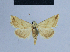  ( - BC ZSM Lep 54862)  @15 [ ] CreativeCommons - Attribution Non-Commercial Share-Alike (2014) Axel Hausmann/Bavarian State Collection of Zoology (ZSM) SNSB, Zoologische Staatssammlung Muenchen