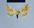  ( - BC ZSM Lep 54865)  @13 [ ] CreativeCommons - Attribution Non-Commercial Share-Alike (2014) Axel Hausmann/Bavarian State Collection of Zoology (ZSM) SNSB, Zoologische Staatssammlung Muenchen