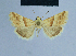  ( - BC ZSM Lep 54866)  @11 [ ] CreativeCommons - Attribution Non-Commercial Share-Alike (2014) Axel Hausmann/Bavarian State Collection of Zoology (ZSM) SNSB, Zoologische Staatssammlung Muenchen