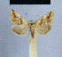  (Eublemma chalybea - BC ZSM Lep 54867)  @14 [ ] CreativeCommons - Attribution Non-Commercial Share-Alike (2014) Axel Hausmann/Bavarian State Collection of Zoology (ZSM) SNSB, Zoologische Staatssammlung Muenchen