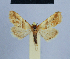  ( - BC ZSM Lep 54868)  @11 [ ] CreativeCommons - Attribution Non-Commercial Share-Alike (2014) Axel Hausmann/Bavarian State Collection of Zoology (ZSM) SNSB, Zoologische Staatssammlung Muenchen
