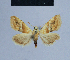  ( - BC ZSM Lep 54869)  @14 [ ] CreativeCommons - Attribution Non-Commercial Share-Alike (2014) Axel Hausmann/Bavarian State Collection of Zoology (ZSM) SNSB, Zoologische Staatssammlung Muenchen