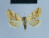  ( - BC ZSM Lep 54870)  @11 [ ] CreativeCommons - Attribution Non-Commercial Share-Alike (2014) Axel Hausmann/Bavarian State Collection of Zoology (ZSM) SNSB, Zoologische Staatssammlung Muenchen