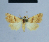  (Eublemma biparva - BC ZSM Lep 54874)  @13 [ ] CreativeCommons - Attribution Non-Commercial Share-Alike (2014) Axel Hausmann/Bavarian State Collection of Zoology (ZSM) SNSB, Zoologische Staatssammlung Muenchen