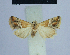  ( - BC ZSM Lep 54885)  @11 [ ] CreativeCommons - Attribution Non-Commercial Share-Alike (2014) Axel Hausmann/Bavarian State Collection of Zoology (ZSM) SNSB, Zoologische Staatssammlung Muenchen